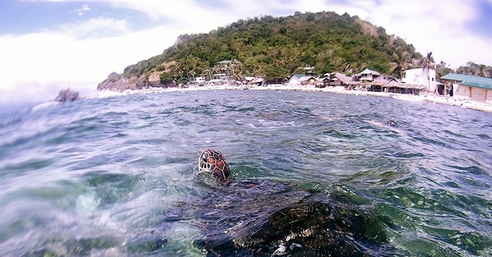 turtle apo island philippines